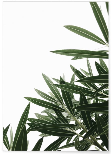 Poster Nature plante verte 1 | A3 : 29,7x42cm