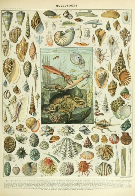 Puzzle 1000 pièces - Illustration du Nouveau Larousse Illustré : Mollusques, XIXè Siècle - Grafika