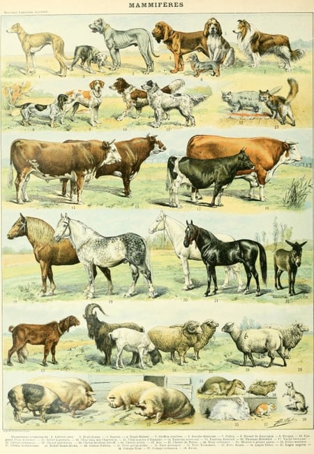 Puzzle 1000 pièces - Illustration du Nouveau Larousse Illustré : Mammifères, XIXè Siècle - Grafika