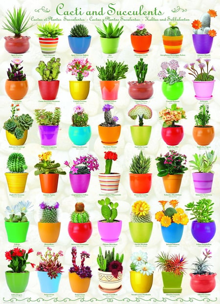 Puzzle 1000 pièces - Cactus et Plantes Succulentes - Eurographics