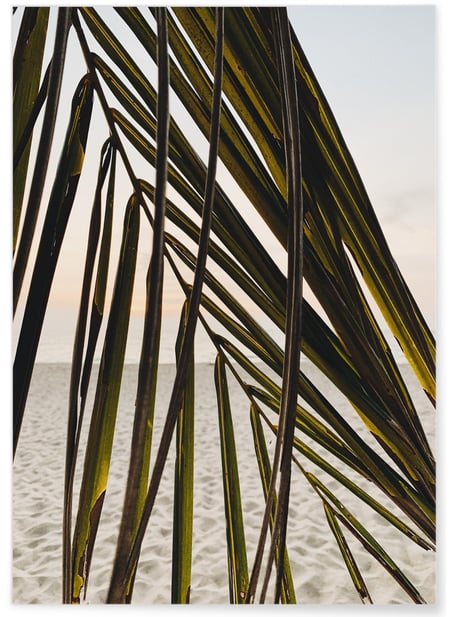 Poster Nature Feuille palmier plage | A3 : 29,7x42cm