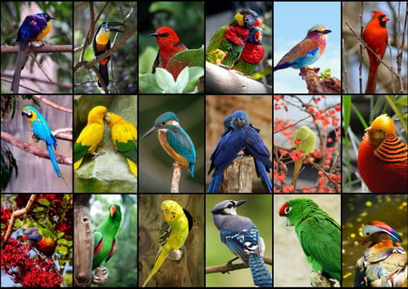 Puzzle 1500 pièces - Collage - Oiseaux Colorés - Grafika