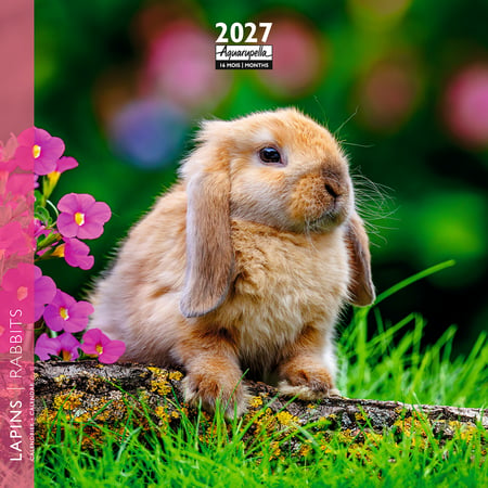 Calendrier 2027 Pictura - Lapins - 16 x 16 cm