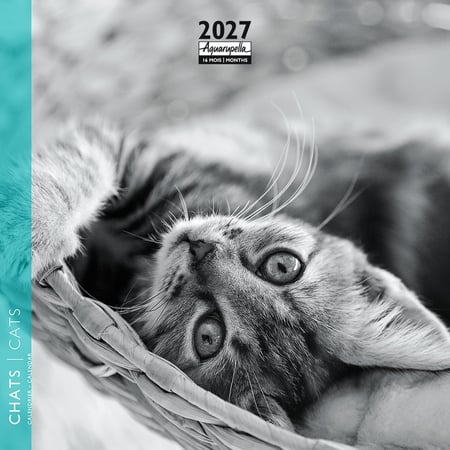 Calendrier 2027 Pictura - Chats N&B - 16 x 16 cm