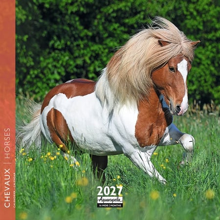 Calendrier 2027 Pictura - Chevaux - 16 x 16 cm