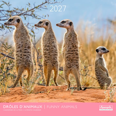Calendrier 2027 Pictura - Drôles d'animaux - 30 x 30 cm