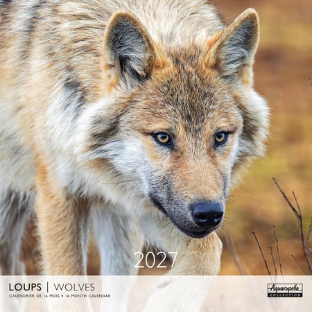 Calendrier 2027 Pictura - Loups - 30 x 30 cm
