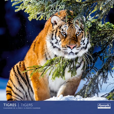 Calendrier 2027 Pictura - Tigres - 30 x 30 cm
