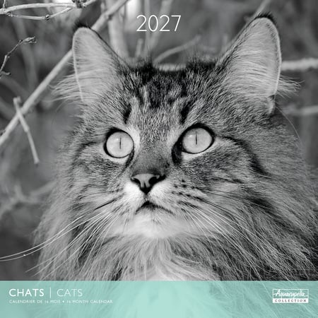 Calendrier 2027 Pictura - Chats N&B - 30 x 30 cm