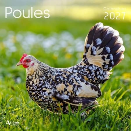 Calendrier Poules (édition 2027)