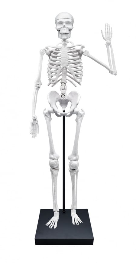 Squelette - 85 cm - Jeux scientifiques - STEM - Jeux éducatifs