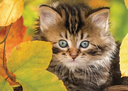 media/pim/1500p-chaton-automne-4005556878031_8.jpg