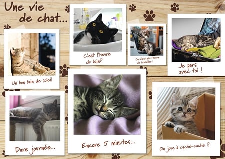 media/pim/1500p-chatons-pinterest-4005556877782_5.jpg