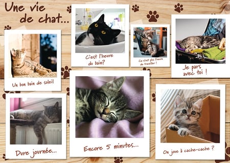media/pim/1500p-chatons-pinterest-4005556877782_8.jpg