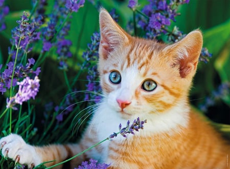 media/pim/150p-chaton-roux-lavande-4005556868094_1.JPG