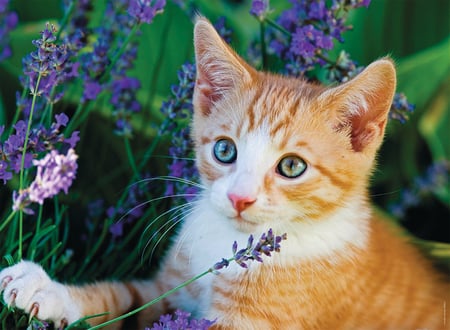 media/pim/150p-chaton-roux-lavande-4005556868094_8.jpg