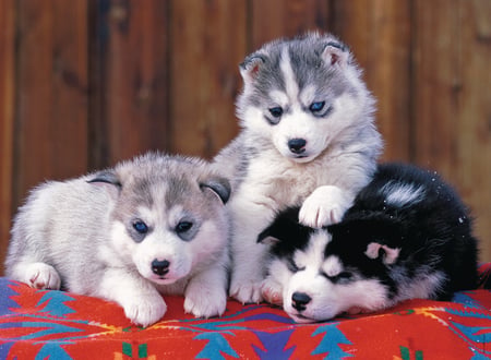 media/pim/200xxl-mignons-huskies-4005556128235_12.jpg