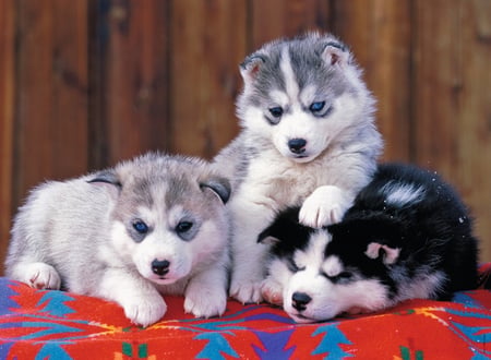 media/pim/200xxl-mignons-huskies-4005556128235_3.JPG