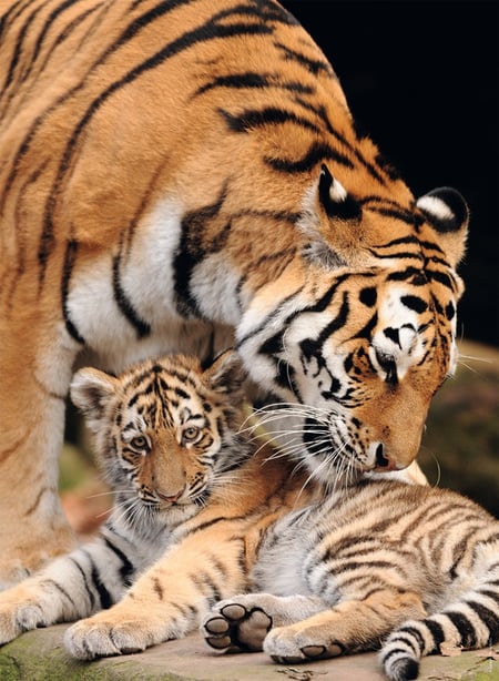 media/pim/20_232447_2_110_FR.JPG
