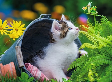 media/pim/250p-chaton-curieux-4005556868766_1.JPG