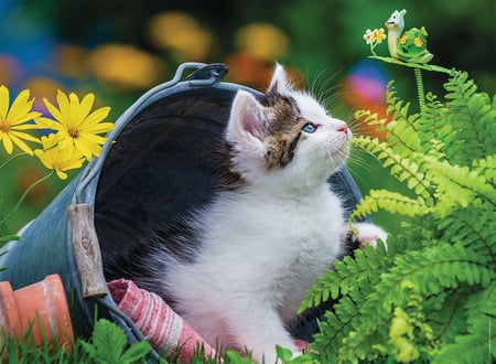 media/pim/250p-chaton-curieux-4005556868766_8.jpg