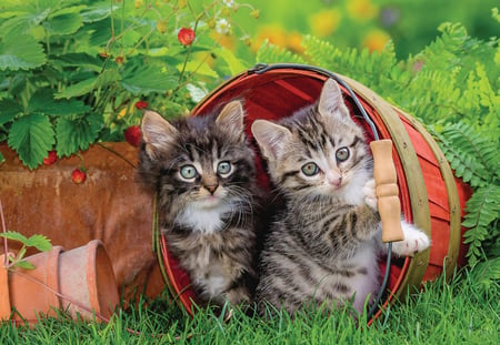 media/pim/2x12p-la-decouverte-des-chats-4005556076260_12.jpg