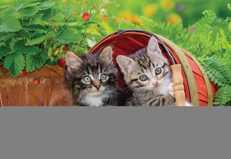 media/pim/2x12p-la-decouverte-des-chats-4005556076260_14.jpg