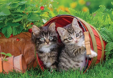 media/pim/2x12p-la-decouverte-des-chats-4005556076260_19.jpg