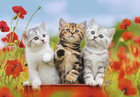 media/pim/2x12p-la-decouverte-des-chats-4005556076260_5.jpg