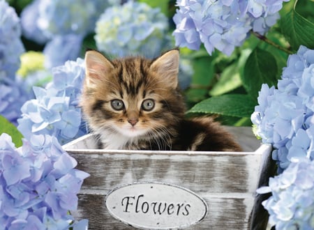 media/pim/300p-petit-chaton-4005556128945_10.jpg
