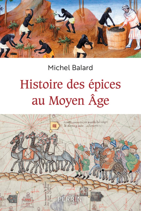 Le thé : Questions / réponses – Tout savoir sur le thé ! – L'île aux épices