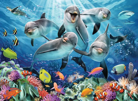 media/pim/500p-dauphins-sur-le-recif-4005556147106_13.jpg