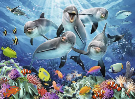 media/pim/500p-dauphins-sur-le-recif-4005556147106_5.jpg