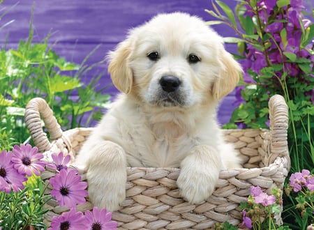 media/pim/500p-doux-golden-retriever-4005556148295_10.jpg