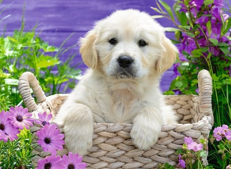 media/pim/500p-doux-golden-retriever-4005556148295_2.JPG