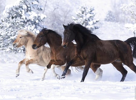 media/pim/500p-galop-dans-la-neige-500p-galop-dans-la-neige-4005556141401_5.jpg