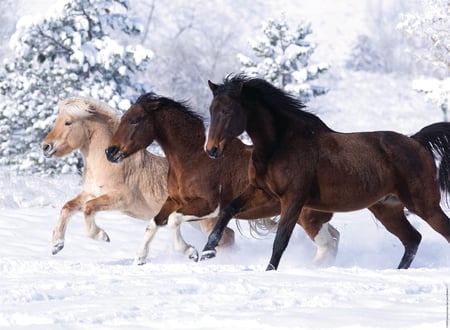 media/pim/500p-galop-dans-la-neige-500p-galop-dans-la-neige-4005556141401_8.jpg