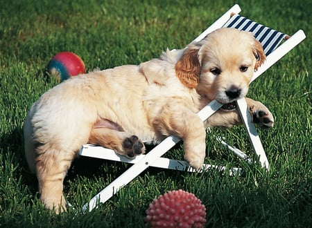 media/pim/500p-golden-retriever-4005556141791_1.JPG