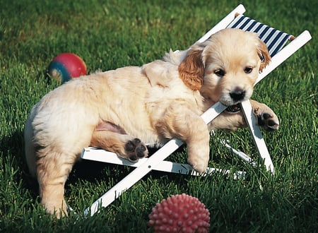 media/pim/500p-golden-retriever-4005556141791_11.jpg