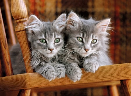 media/pim/500p-kittens-8005125305452_7.jpg