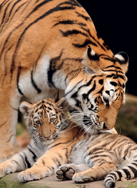 media/pim/5_232447_5_110_FR.jpg