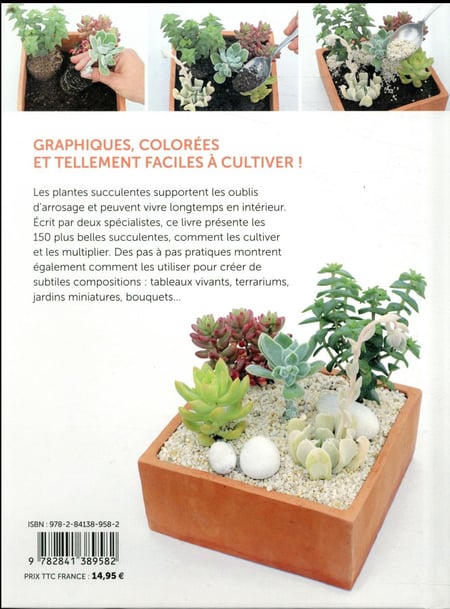 Kit de composition-3 plantes succulentes