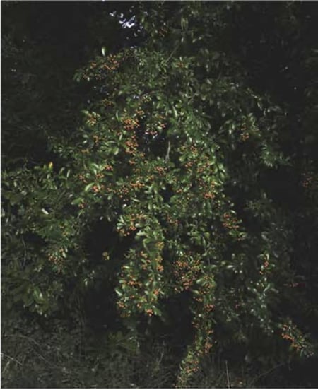 media/pim/TITELIVE/44_9782365100762_1_75.jpg