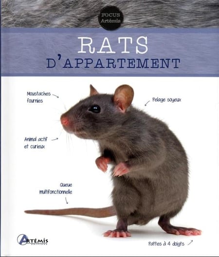 Rats d'appartement