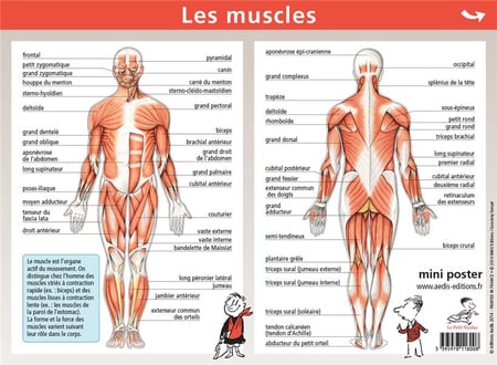 Mini poster le petit Nicolas Tome 7 : squelette/muscles - Livre primaire