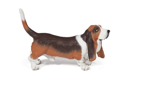 media/pim/basset-hound-basset-hound-3465000540128_0.jpg