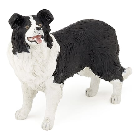 media/pim/border-collie-border-collie-3465000540081_0.jpg