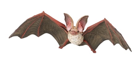 media/pim/chauve-souris-3465000502393_0.jpg