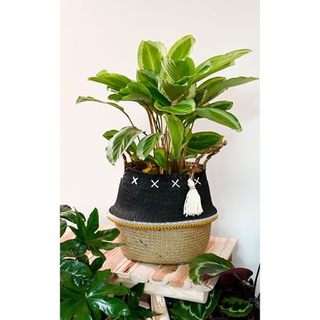 media/pim/coton-natura-xl-ivoire-0077540622658_8.jpg