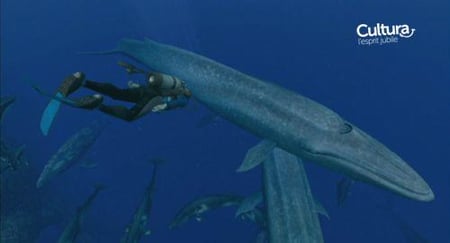 media/pim/endless-ocean-2-aventuriers-des-fonds-marins-0045496368388_7.jpg